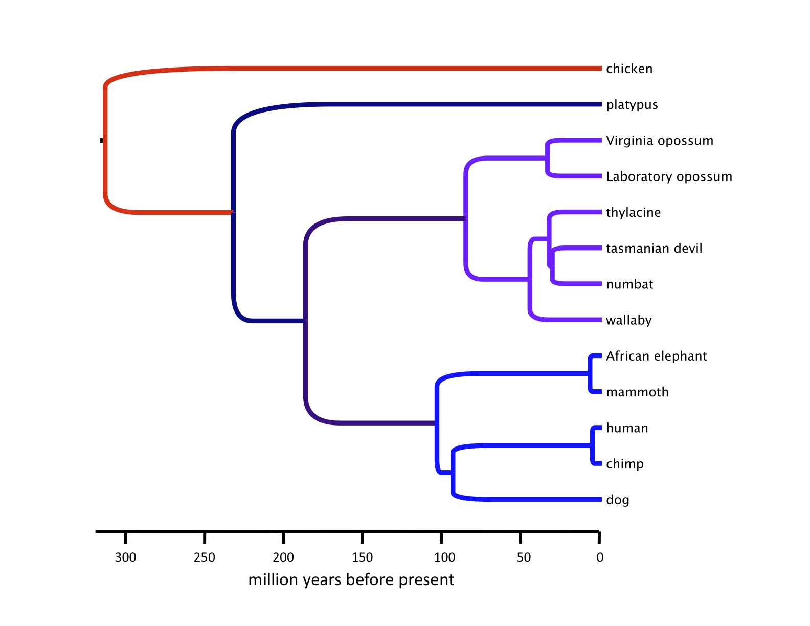 phylogenetic tree diagram